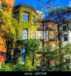 New York, 1980s, ivy-clad brownstone houses, residential neighbourhood, Brooklyn Heights, New York City, NYC, NY, USA, Stock Photo