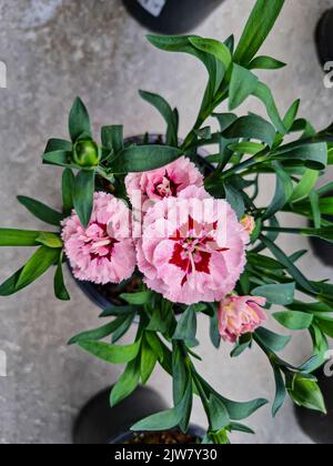 A beautiful carnations flowers outdoors Сarnation in the garden. Stock Photo