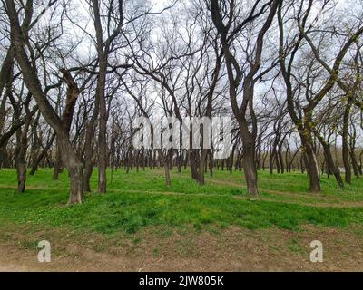 Dirt road in the forest countryside landscape Stock Photo