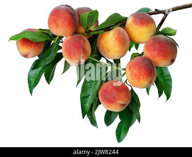 branch with ripe peaches isolated on white Stock Photo