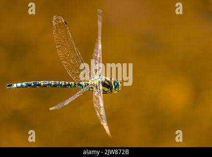 Dragonfly hunting for insects Stock Photo