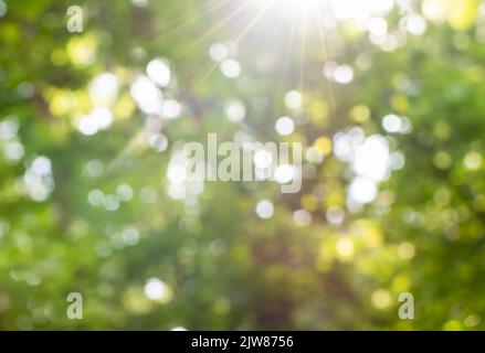 Bright yellow-green defocused image of sun rays in forest greenery Stock Photo