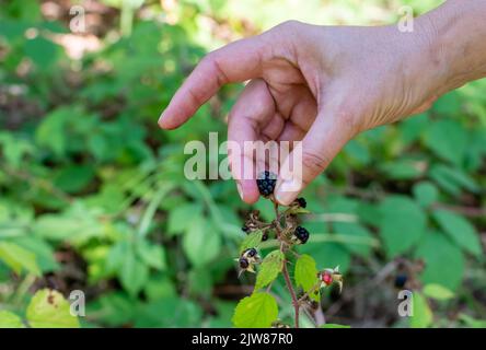 Hand of middle-aged woman plucking ripe forest blackberry on blurred background of green leaves Stock Photo