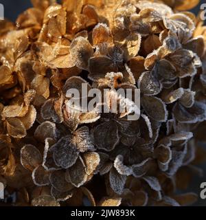 pattern of dry hydrangea flowers in the garden Stock Photo