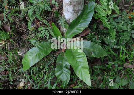 High angle view of an immature Bird's Nest Fern (Asplenium Nidus) plant growing on the ground near a betel nut tree stump root Stock Photo