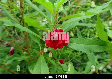 Close up of a Rose Balsam or Kudalu (Impatiens Balsamina) plant with a bloomed red flower Stock Photo