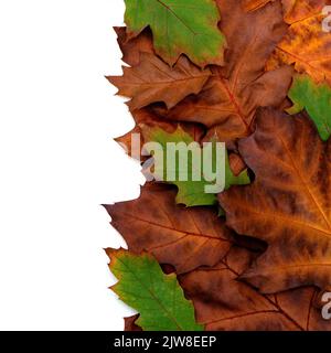 Composition of bright multi-colored dry oak leaves on a white background. Stock Photo
