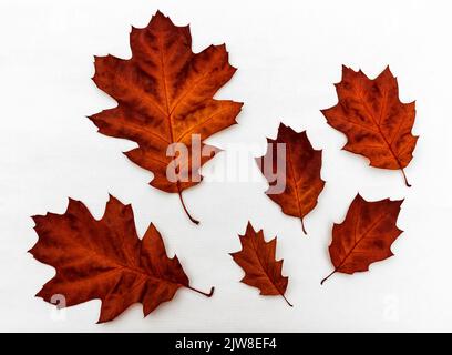 Composition of bright multi-colored dry oak leaves on a white background. Stock Photo