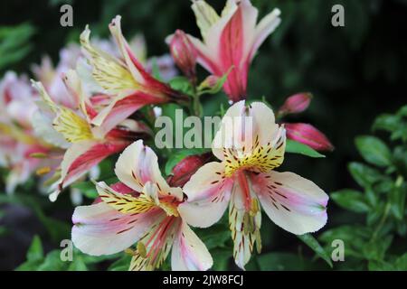 Beauty In Nature Stock Photo