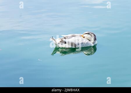 White duck is sleeping during floating on lake background Stock Photo