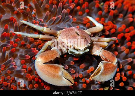 The Porcelain crab (Neopetrolisthes maculatus) lives in symbiosis with a Haddons Sea Anemone (Stichodactyla haddoni), Sulawesi, Indonesia, Asia Stock Photo