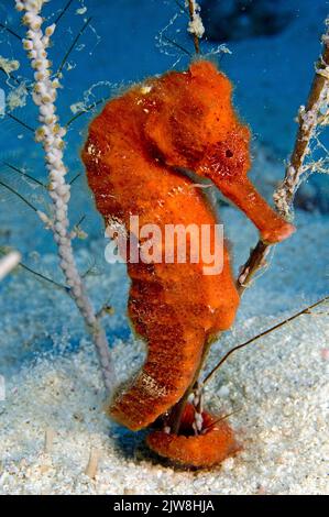 Long-snout Seahorse or Slender sea horse (Hippocampus reidi), St. Vincent, Grenada, Caribbean Stock Photo