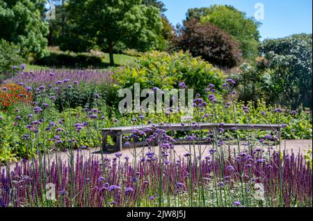 RHS Hyde Hall, Royal Horticultural Society, Clover Hill Borders. Stock Photo