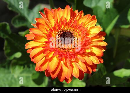 Gerbera 'Volcano' Stock Photo