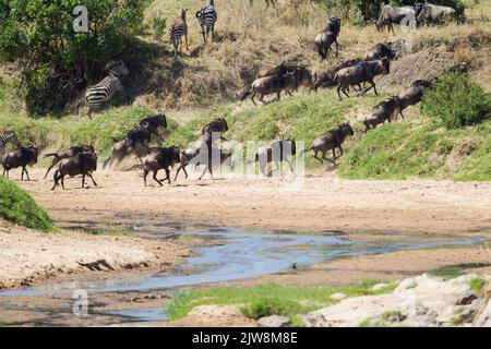 Wildebeest (Connochaetes taurinus) climbing a river bank after a crossing Stock Photo