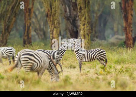 Zebra (Equus quagga), boehmi sub-species, fighing Stock Photo