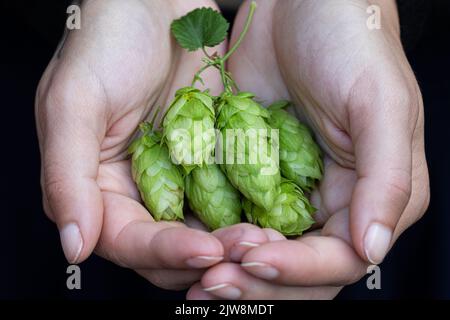 Hands of a girl holding a handful of hop cones. Stock Photo