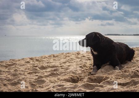 Lonely dog on the beach. Seascape with dramatic sky and sitting dog. Pet concept. Domestic animals concept. Cute puppy on the coast. Stock Photo