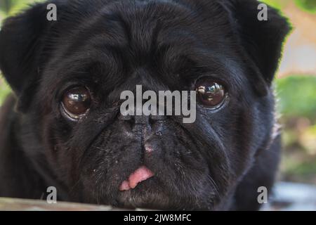 Black pug portrait. Funny dog face. Best human friend. Domestic dogs concept. Blak pug looking at camera. Adorable lazy pug. Small black dog. Sad mops Stock Photo