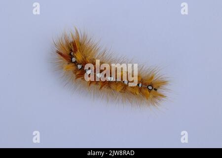Sycamore Moth Caterpillar Stock Photo