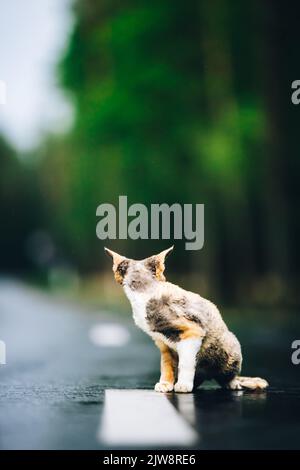 Amazing Playful Devon Rex Cat With White-red Spotted Fur Color Sit On Road. Curious Funny Cute Beautiful Devon Rex Cat Looking Back. Happy Pets Stock Photo