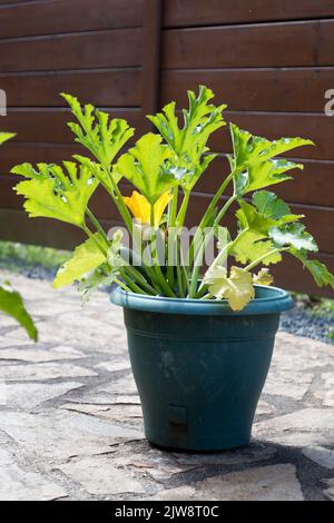 young courgette plant growing in a pot Stock Photo