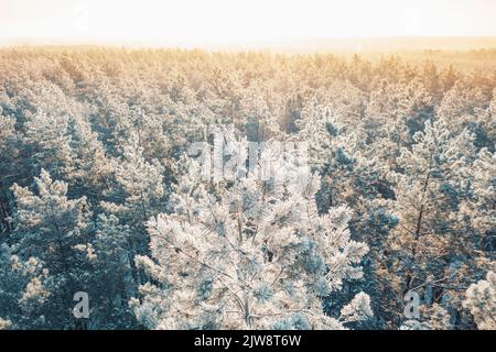 Aerial view of sunset sunrise sunshine in sunny winter snowy coniferous forest. Drone view of european woods at wintertime. Sunlight through woods in Stock Photo