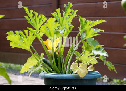 young courgette plant growing in a pot Stock Photo