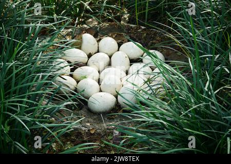 Ostrich egg on green grass top view  Stock Photo