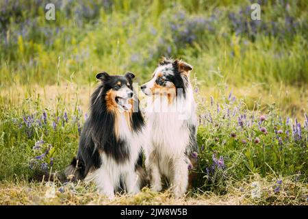 Australian Shepherd Dog And Tricolor Rough Collie, Funny Scottish Collie, Long-haired Collie, English Collie, Lassie Dog Playing In Green Grass With Stock Photo