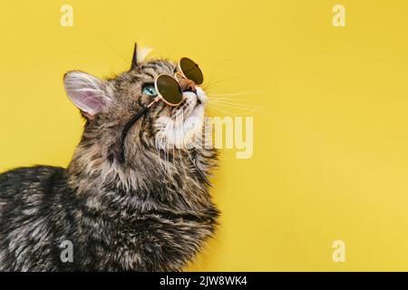 Closeup view of amazing domestic pet in black round fashion sunglasses on yellow wall. Stock Photo