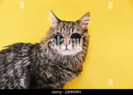 Closeup view of amazing domestic pet in black round fashion sunglasses on yellow wall. Stock Photo