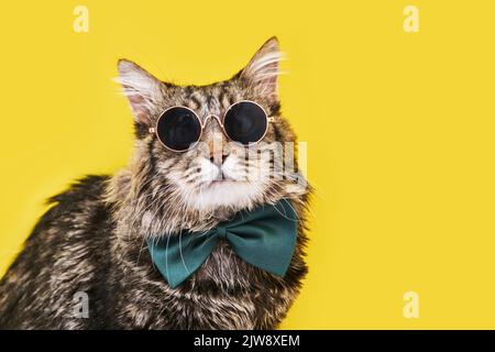 Closeup view of amazing domestic pet in black round fashion sunglasses on yellow wall. Stock Photo