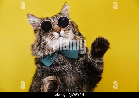Closeup view of amazing domestic pet in black round fashion sunglasses on yellow wall. Stock Photo
