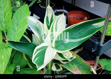 Arrowroot or obedience plant or Bermuda arrowroot, araru or ararao or Maranta arundinacea and Alpinia zerumbet, Variegated ginger or ZINGIBERACEAE or Stock Photo
