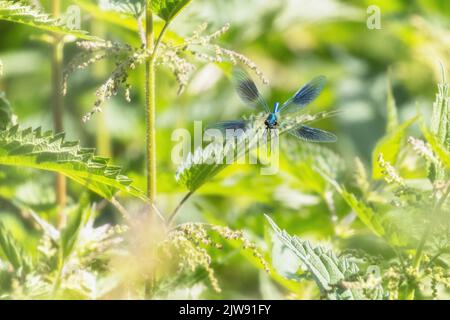 Male banded demoiselle damselfly (Calopteryx splendens) in flight. Stunning head on view, West Yorkshire, England, UK Stock Photo