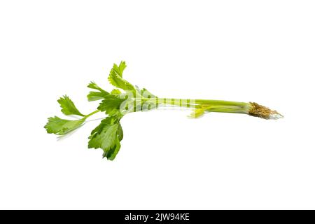 Fresh celery vegetarian stalk on white background. top view. Stock Photo