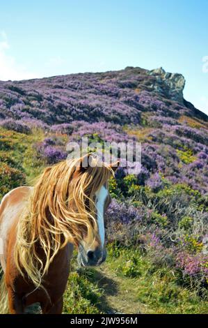 Carneddau pony on Conwy mountain Stock Photo
