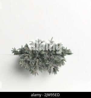 3d illustration of picea pungens glauca procumbens tree isolated on white background Stock Photo