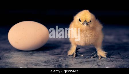 Cute chick of Chinese hen and chicken eggs on black background. Stock Photo