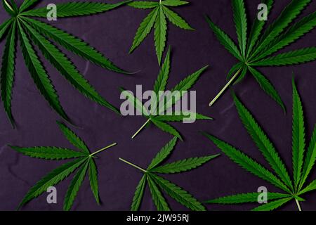 Cannabis leaves on black stone background,The leaves of the cannabis plant are rich in antioxidants, polyphenols and antibiotics, along with cancer-re Stock Photo