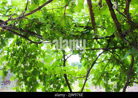 Bunches of grapes. Green grapes with leaves hanging down from the top and sides around in the bright sun on the background of the forest and blue sky. Stock Photo