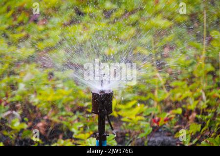Watering the garden. Water splashes scatter in all directions around watering green plants on a hot sunny day. Water waters dried grass and bushes. Stock Photo