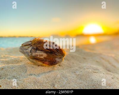 A selective of a coconut on a sandy beach on the sunset Stock Photo