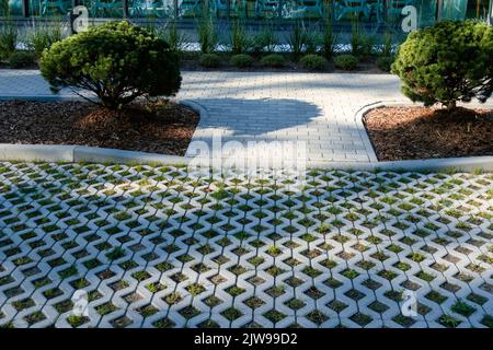 Small pine tree mulched with natural brown bark mulch near pedestrian pathway and car parking of concrete cells and turf grass. Modern city gardening Stock Photo