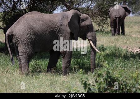 African Elephants (Loxondonta Africana), Tarangire National Park, Tanzania, E Africa, by Dembinsky Photo Assoc Stock Photo