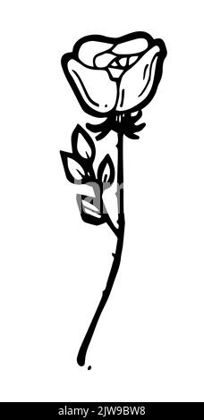 One blossoming rose branch. Outline hand drawn sketch. Drawing with ink. Isolated on white background. Vector. Stock Vector