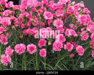 Dianthus Caryophyllus Pink Wizard flowers Stock Photo
