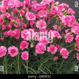 Dianthus Caryophyllus Pink Wizard flowers Stock Photo
