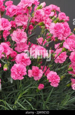 Dianthus Caryophyllus Pink Wizard flowers Stock Photo